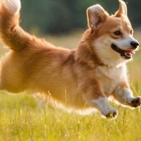 corgi